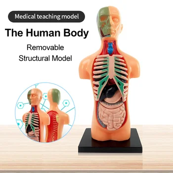 3D Модель Человеческого Тела, Съемный Скелет, Структурные Органы Для Обучения Анатомической Медицине