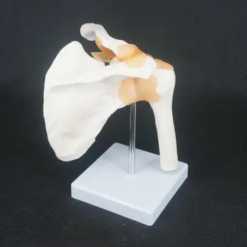 Анатомическая модель плечевого сустава из ПВХ в натуральную величину, скелет, медицинская анатомия человека Для медицинского исследования
