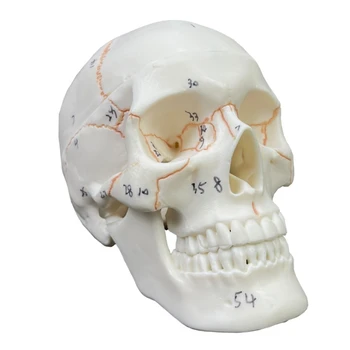Маленькая анатомическая модель человеческого черепа, 2 части, реалистичный человеческий череп в натуральную величину, Пронумерованный для науки, медицинского обучения