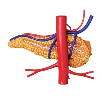 Мини-модель человеческого желудка в сборе, собранная модель анатомии человека, подарок для детей