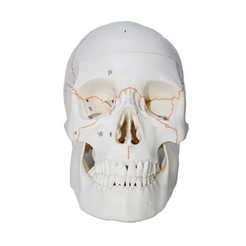 Модель анатомического черепа челнока в натуральную величину, модель скелета головы человека, анатомическая модель черепа человека с кодировкой для изучения заболеваний