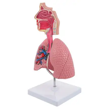 Модель легких Дыхательная Обучающая система Инструмент для отображения человека Школа Анатомии Легких Обучающее Анатомическое Сердце Медицинская игрушка Назальная