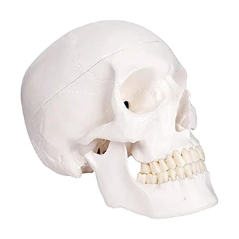 Модель человеческого черепа, анатомия в натуральную величину Анатомическая модель взрослого Человека Со съемной черепной крышкой и шарнирной нижней челюстью