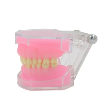 Стоматологическая модель зубов Typodont, медицинский учебный инструмент, полностью съемная модель зубов для школы, исследовательского корабля в больнице